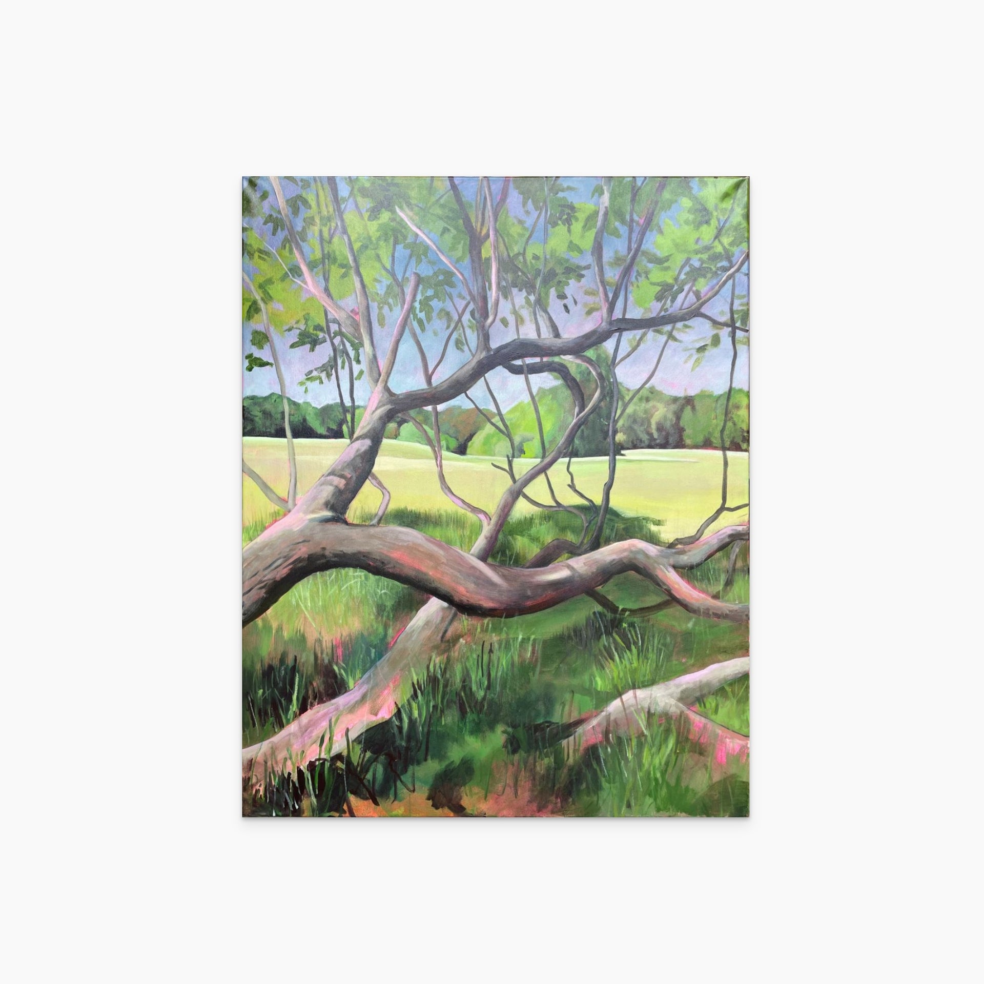 Die Weide war schon immer da