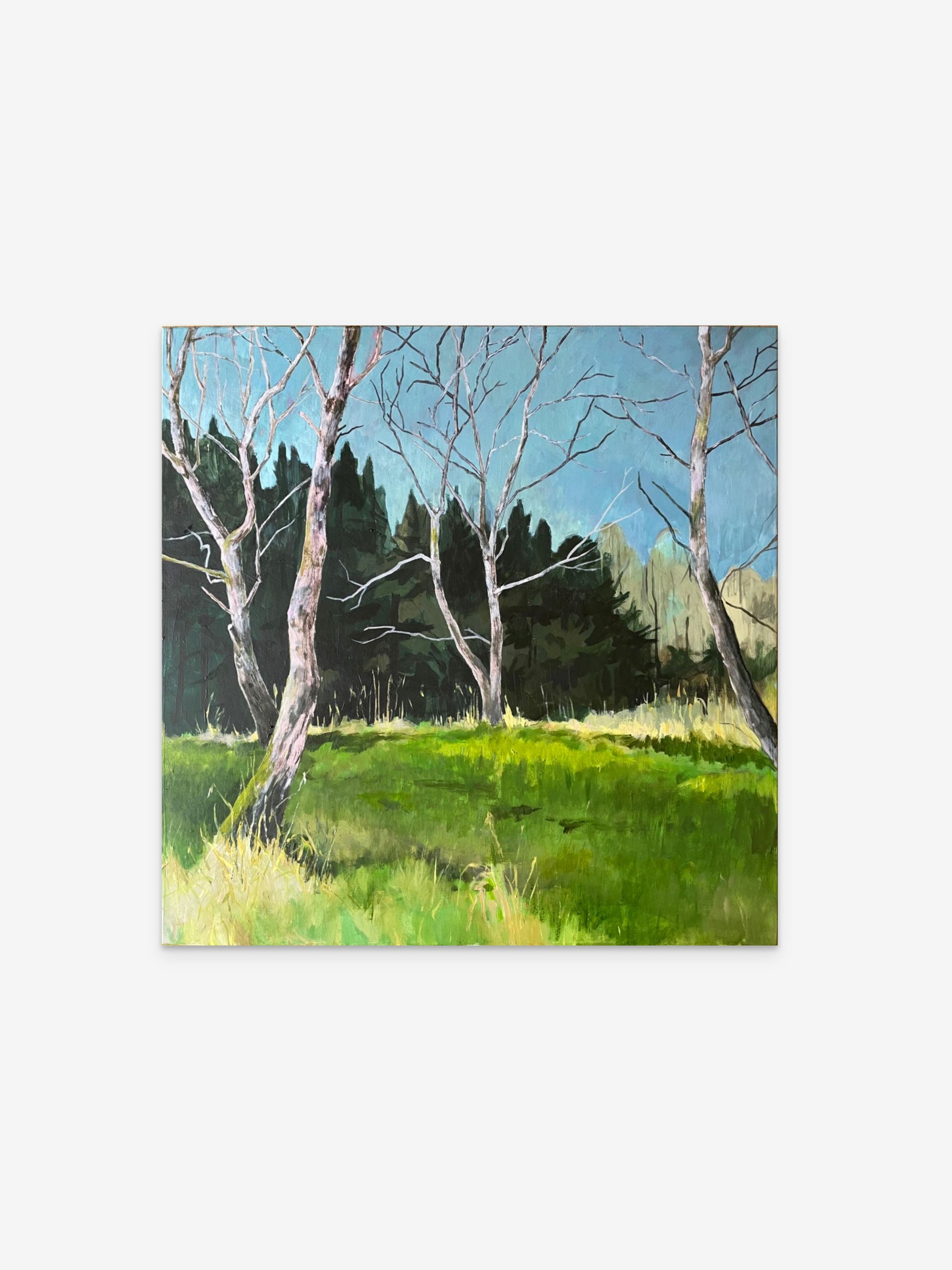 Wildschweine im Gebüsch